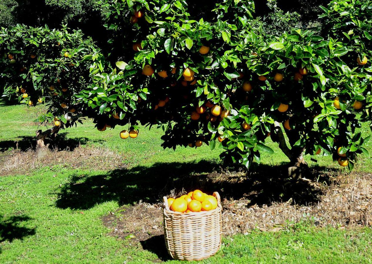 Rosecliffe Farm Cottages Pomona Dış mekan fotoğraf